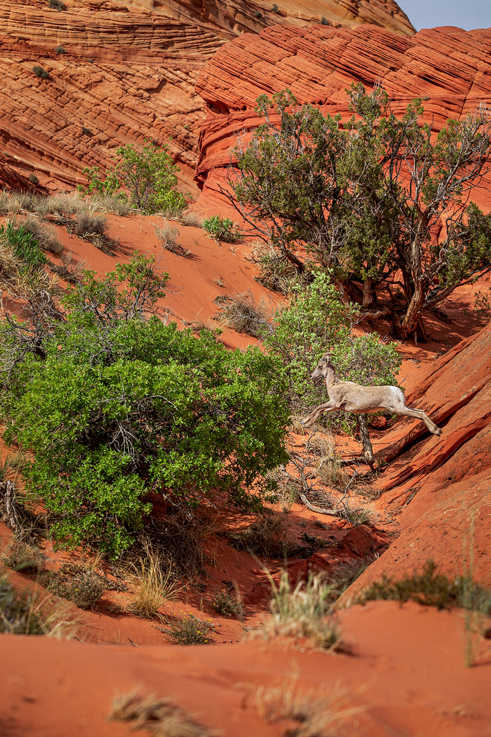 A desert bighorn (Ovis canadensis nelsoni) ewe makes a leap across a gap at Coyote Buttes South, part of Northern Arizona’s Vermilion Cliffs National Monument. Photograph by Tom Brownold