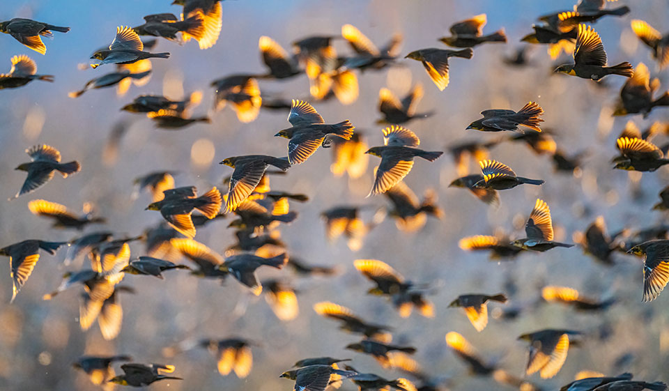 Yellow-headed blackbirds (Xanthocephalus xanthocephalus) fill the sky over Whitewater Draw, a Southeastern Arizona site known for attracting resident and migratory birds. Photograph by Jack Dykinga