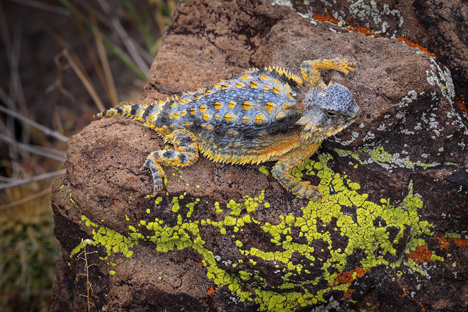 On a lichen-stained rock at Sunset Point, north of Phoenix, a regal horned lizard (Phrynosoma solare) catches some rays. Photograph by Bruce D. Taubert