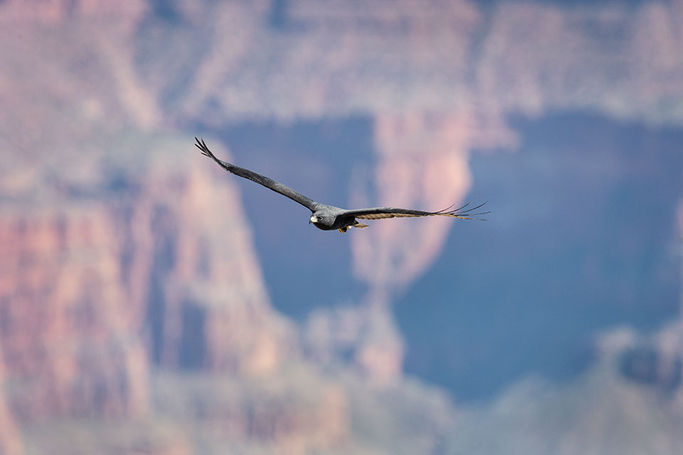 A zone-tailed hawk (Buteo albonotatus), a medium-sized raptor often mistaken for a turkey vulture, soars over the Canyon. Photograph by John Sherman