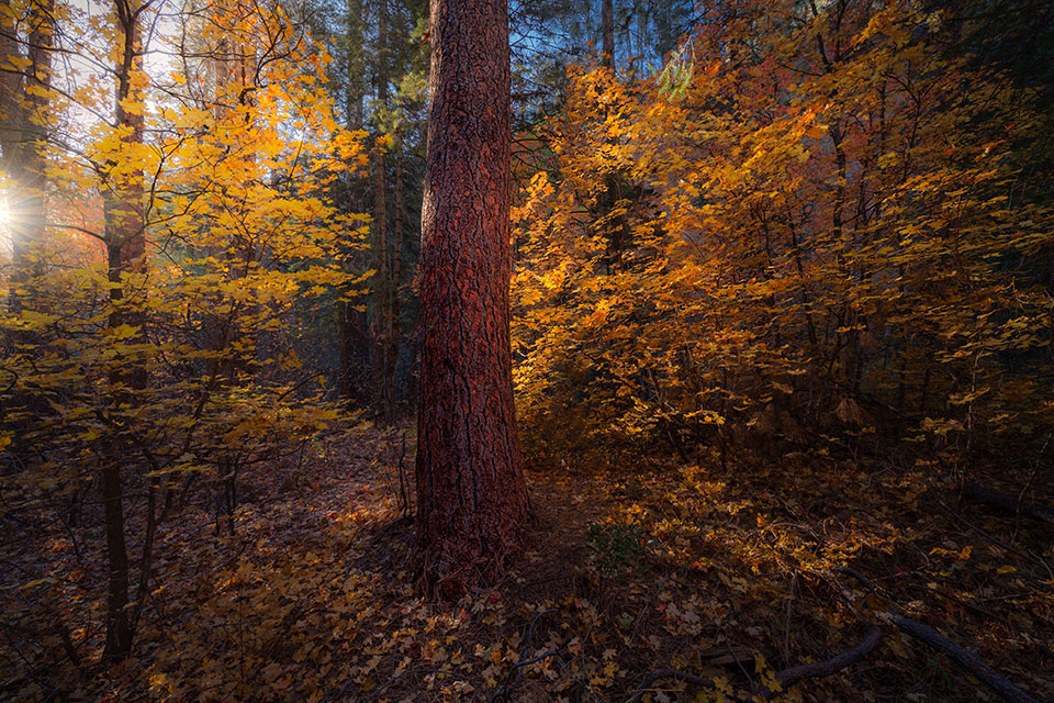 Morning light peaking through the fall foliage in Oak Creek Canyon. Photograph by Brayden Pfister.