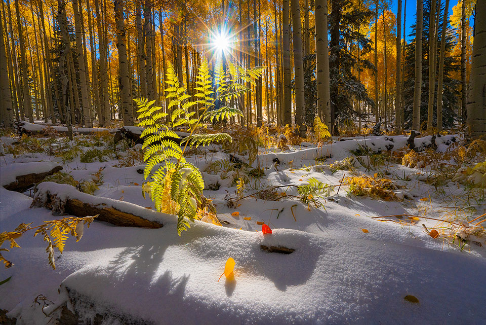 Aspen at Arizona Trail near Snowbowl after an early snowfall. Photograph by Stan Rose.