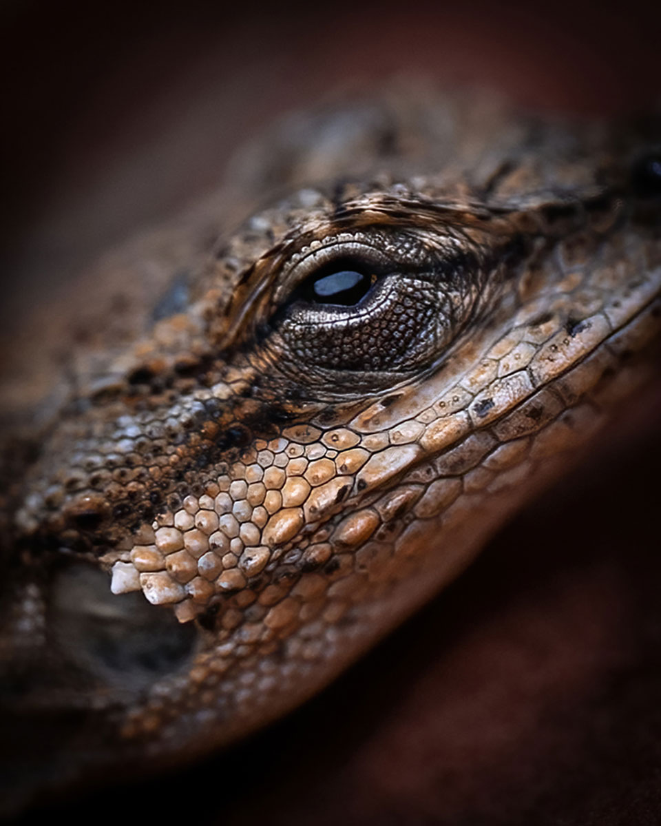 Macro image of a lizard in the Sedona Desert. Photo by Greg Conn.