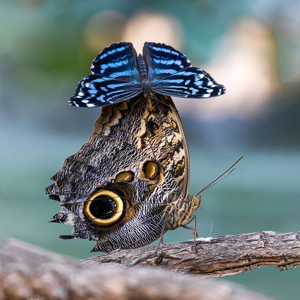 One butterfly resting on another. Photograph by Jonathan Cline.