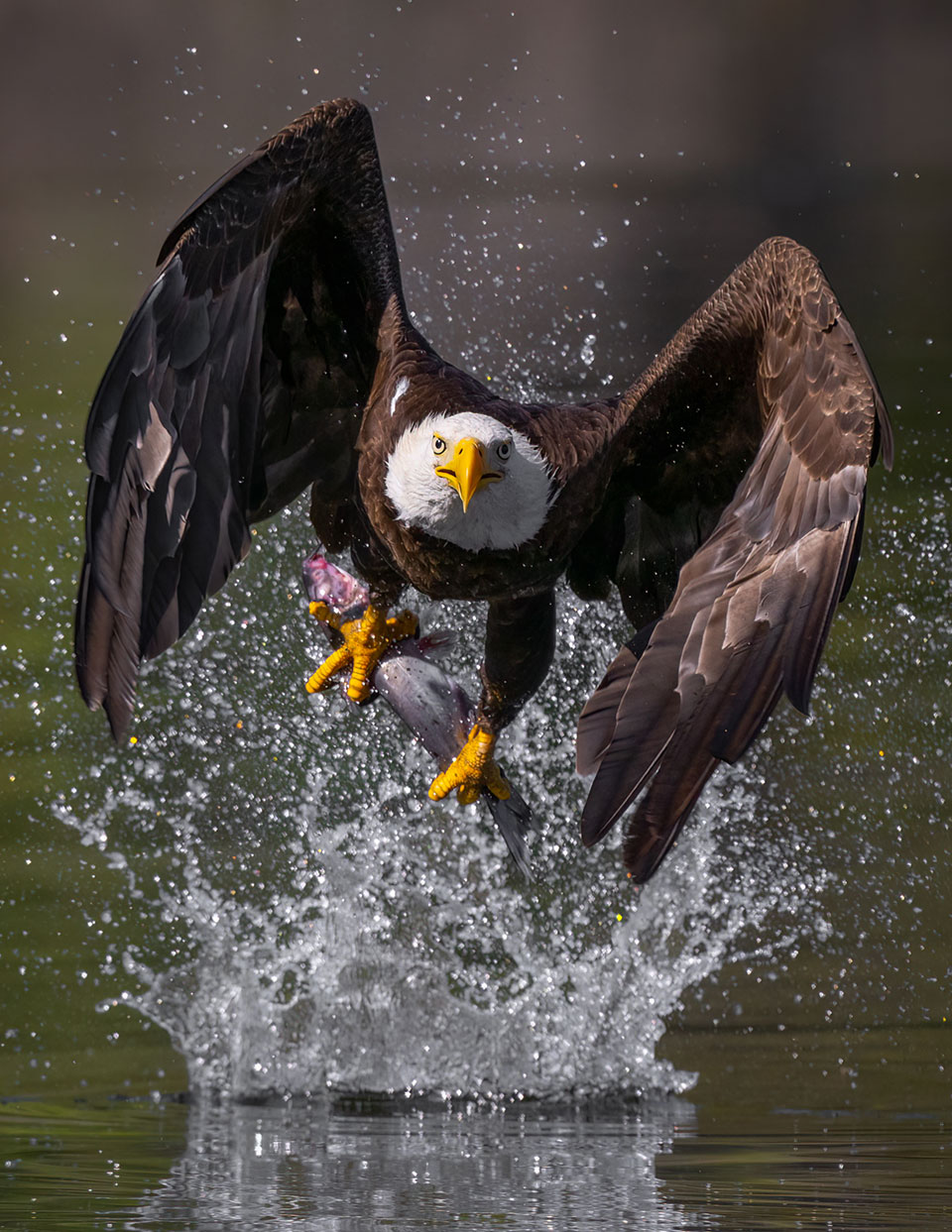 Bald Eagle dives towards the surface of the water and emerges with a large catfish. Photograph by David Swanson.