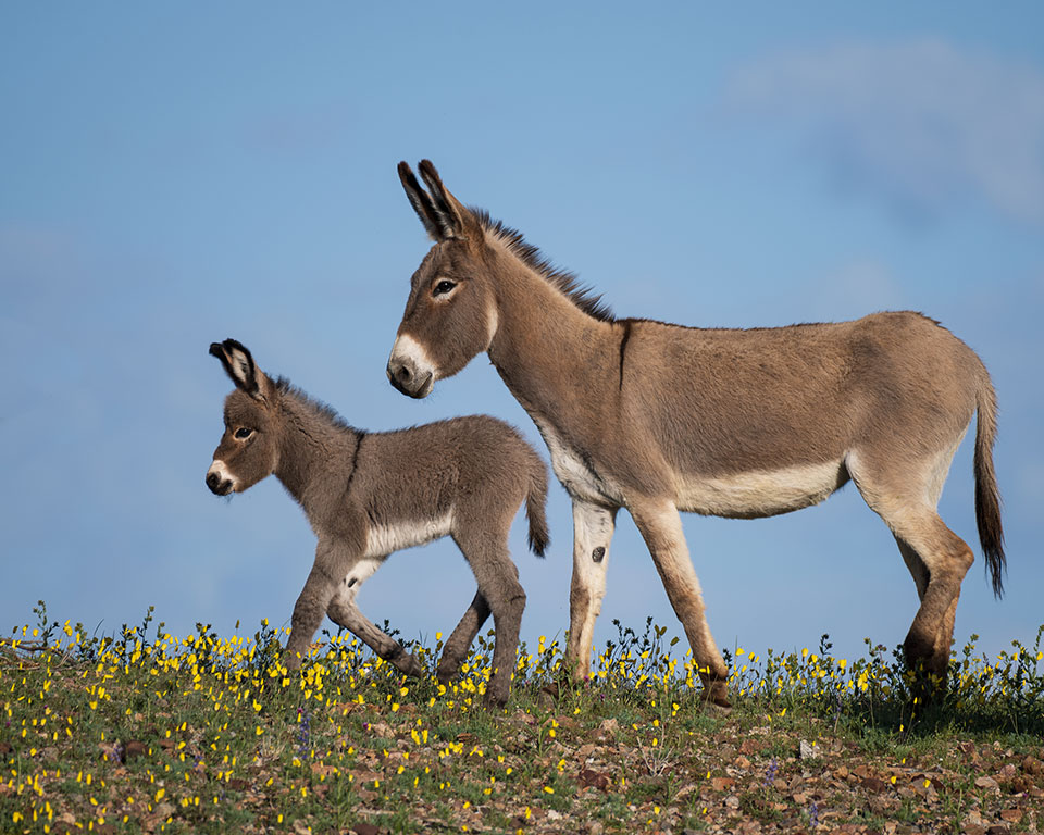 Mom and baby burro in the spring flowers at Alamo Lake. Photograph by Mary Hone.