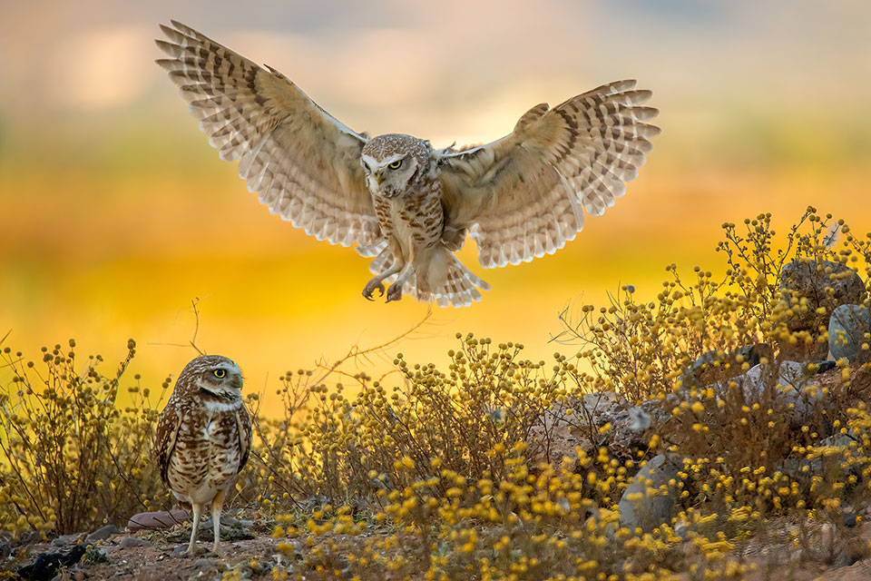 Burrowing Owls guarding their nest. Photograph by Tina Wright.