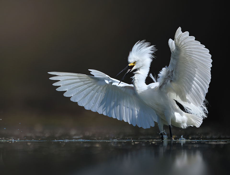 Large egret with spread wings standing in shallow water. Photo by Aidan Yu.