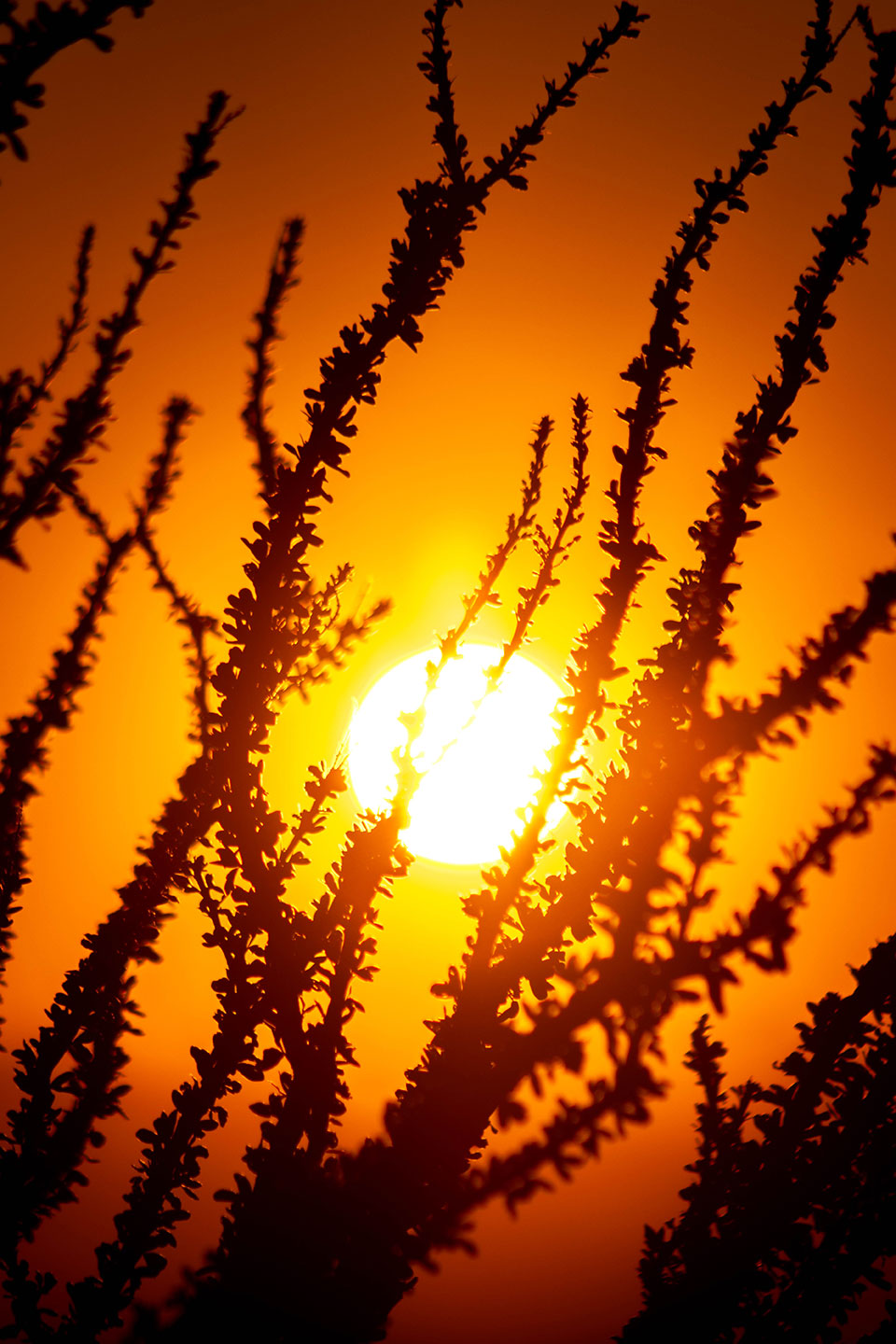 Ocotillo branches silhouetted against sun in an orange sky. Photo by Andrea Guardi.