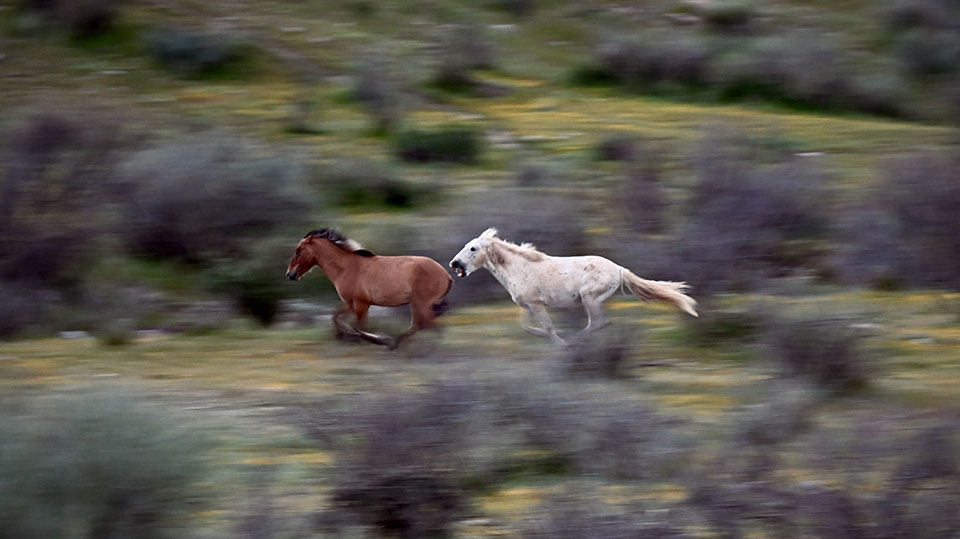 White wild horse chasing a brown one, ready to bite. Photo by Jessica Finnie.