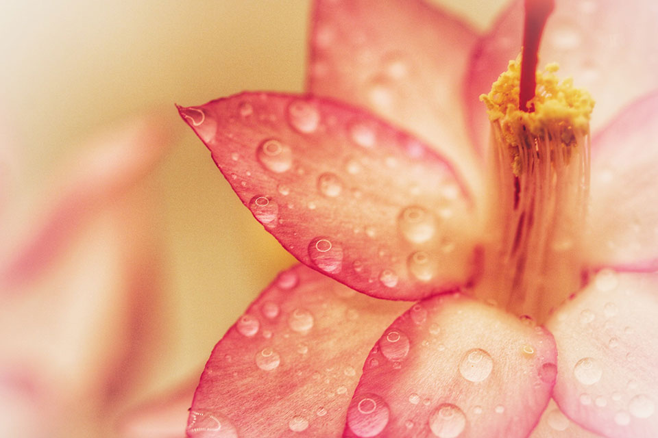 Macro image of pink-red flower petals with water drops. Photo by Katie Piscopo.