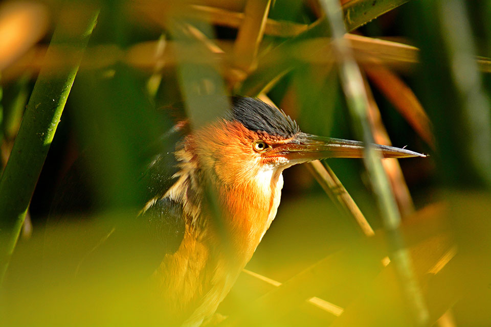 Least bittern in warm sunlight partially obscured by reeds. Photo by Tanner Marsh.