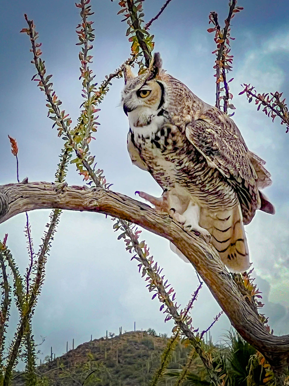 Great horned owl perched on a thin branch in desert setting. Photo by Tobi Lindsay.