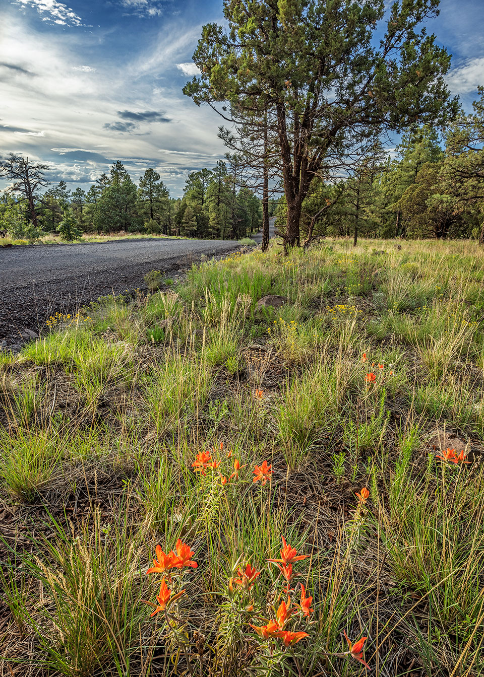 Wildflowers thrive along the paved portion of Stoneman Lake Road, part of a less-traveled route to Flagstaff from the south. Photograph by Laura Zirino.