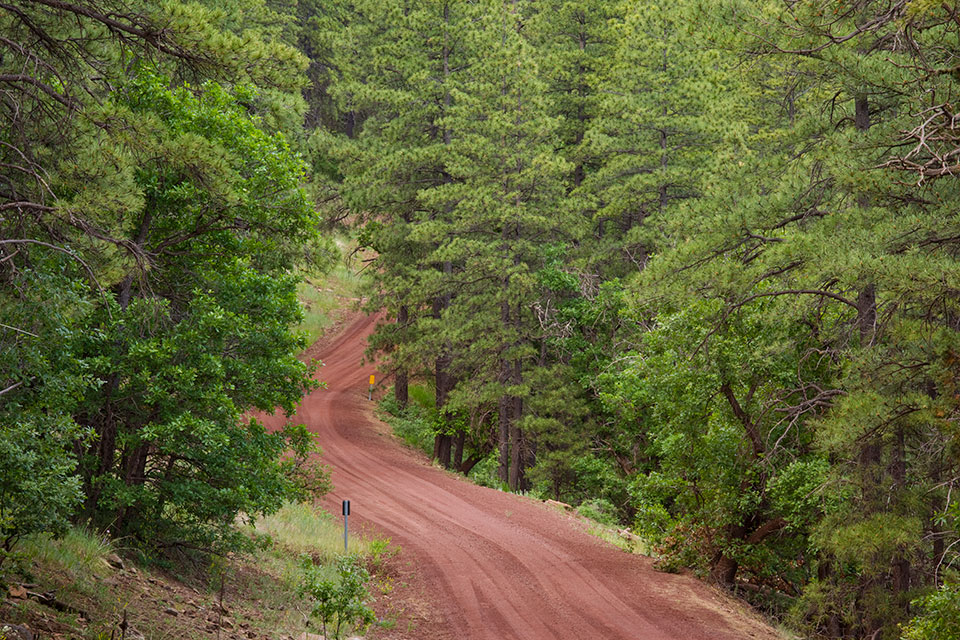 Ponderosa pines and oaks line the roadsides along Forest Road 108, which curves around the Williams area’s Bill Williams Mountain. Photograph by Tom Bean.