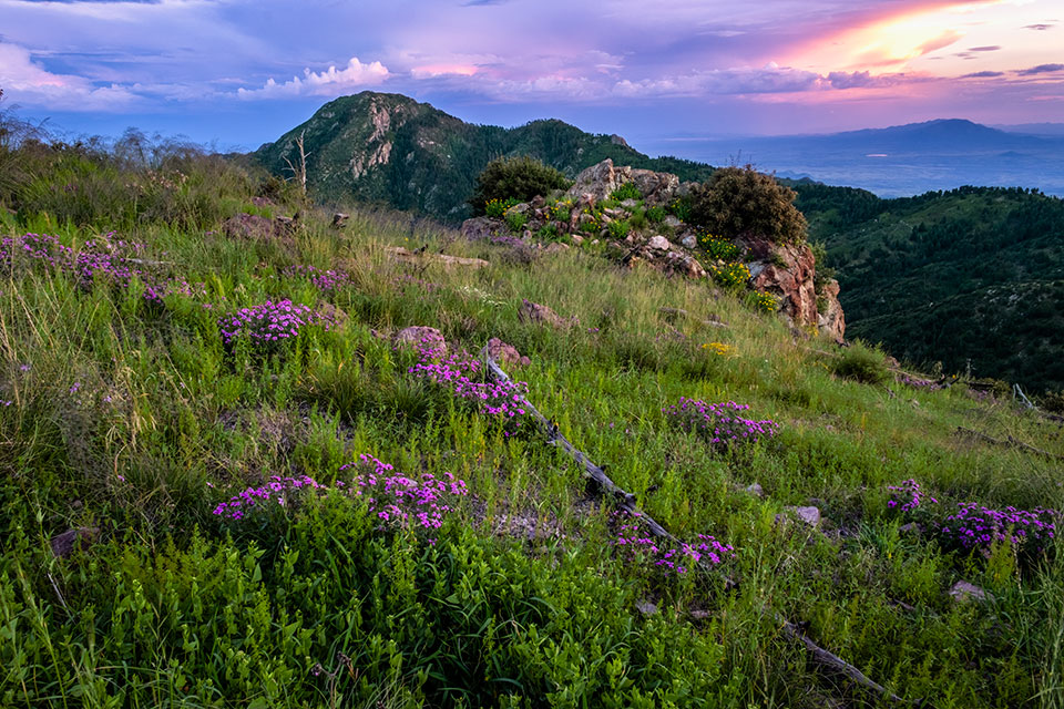 Wildflowers bask in the light of sunset on a hillside in the Miller Peak Wilderness, near Sierra Vista in Southern Arizona. A portion of the Arizona Trail that passes through this 20,000-acre wilderness area is ideal for experiencing its varied terrain and biodiversity. By Jonathan Buford