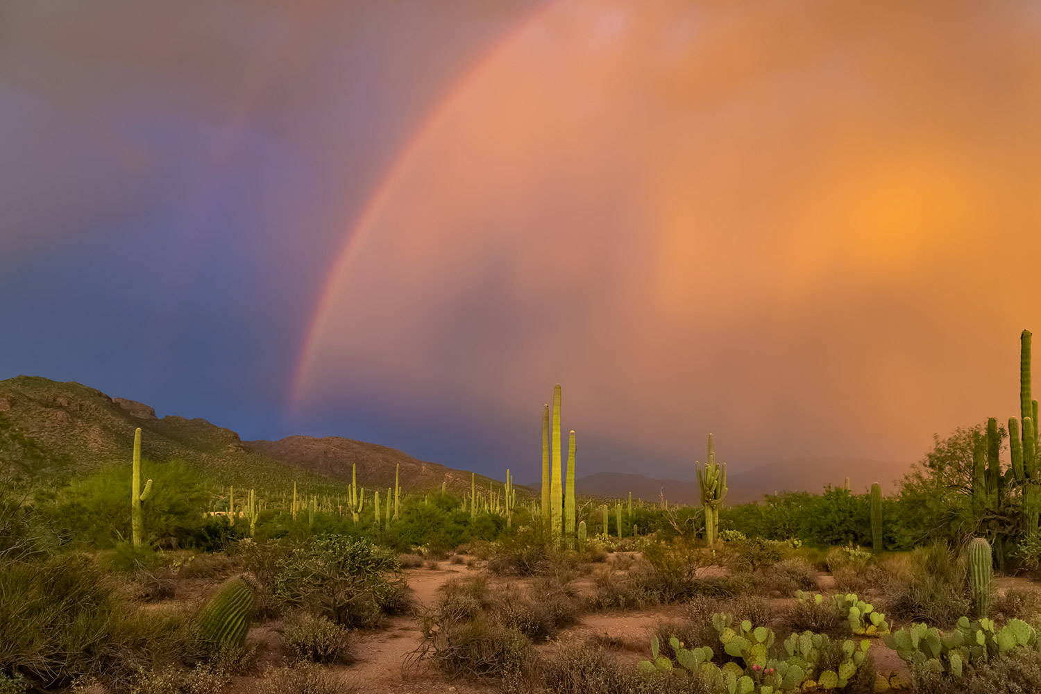 A dramatic rainbow forms during a monsoon storm over Sabino Canyon, near Tucson, at sunset. By Mark Navarro