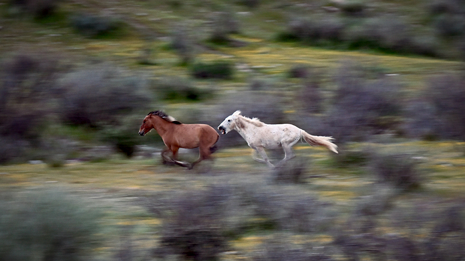 White wild horse chasing a brown one, ready to bite. Photo by Jessica Finnie.