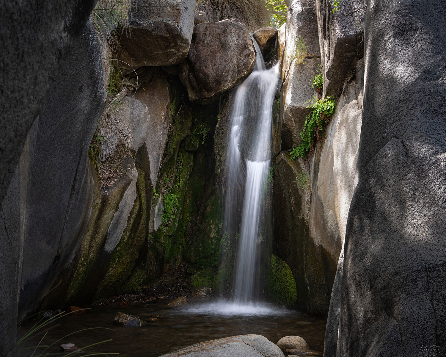 A hidden waterfall in Madera Canyon nourishes a variety of hanging plants. By Tyler Hartung