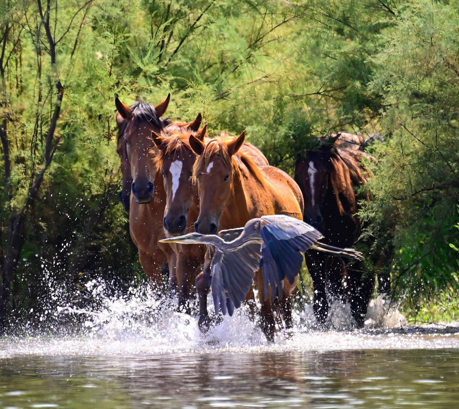 A great blue heron passes in front of wild horses on the Salt River near Phoenix. By Marilyn Bernstein
