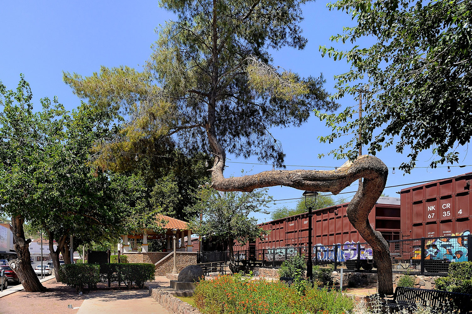 A unique pine tree grows in the middle of downtown Nogales, a Southern Arizona hub. By Jim Dell
