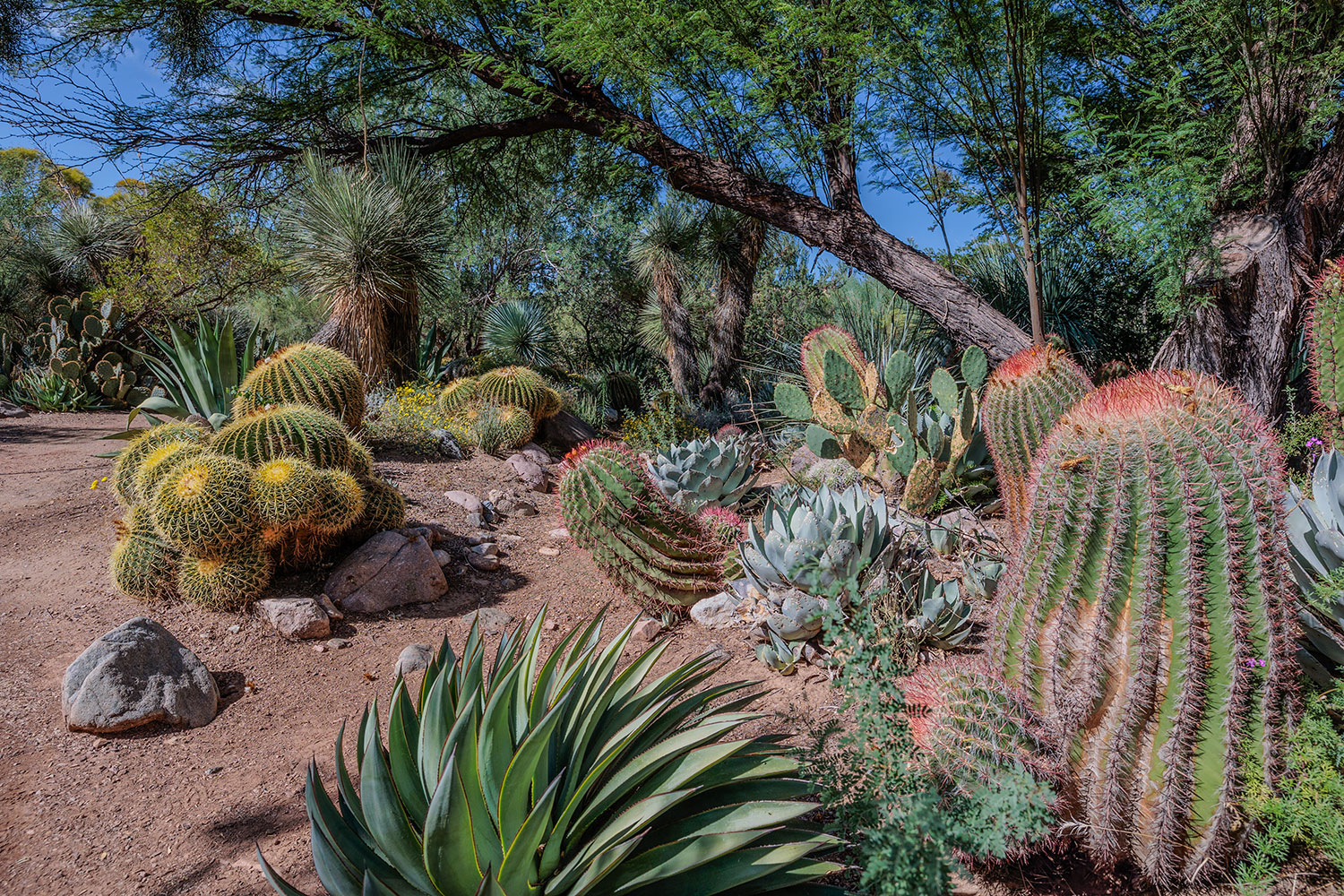 Various cactuses and succulents thrive at Boyce Thompson Arboretum, near Superior.  By Mark Harriman