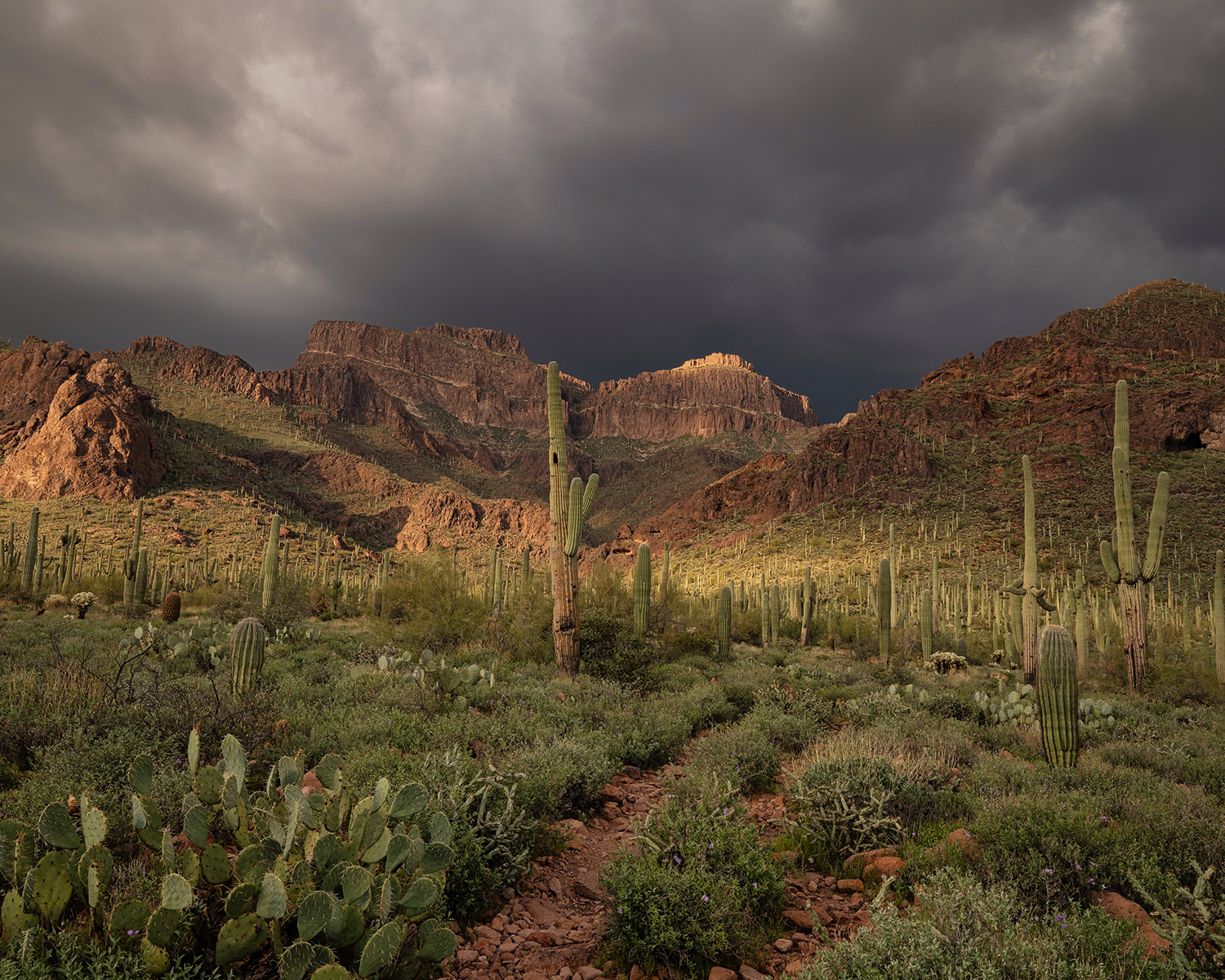 A storm approaches the peaks and saguaros of the Superstition Mountains, east of Phoenix. By Valerie Neumann