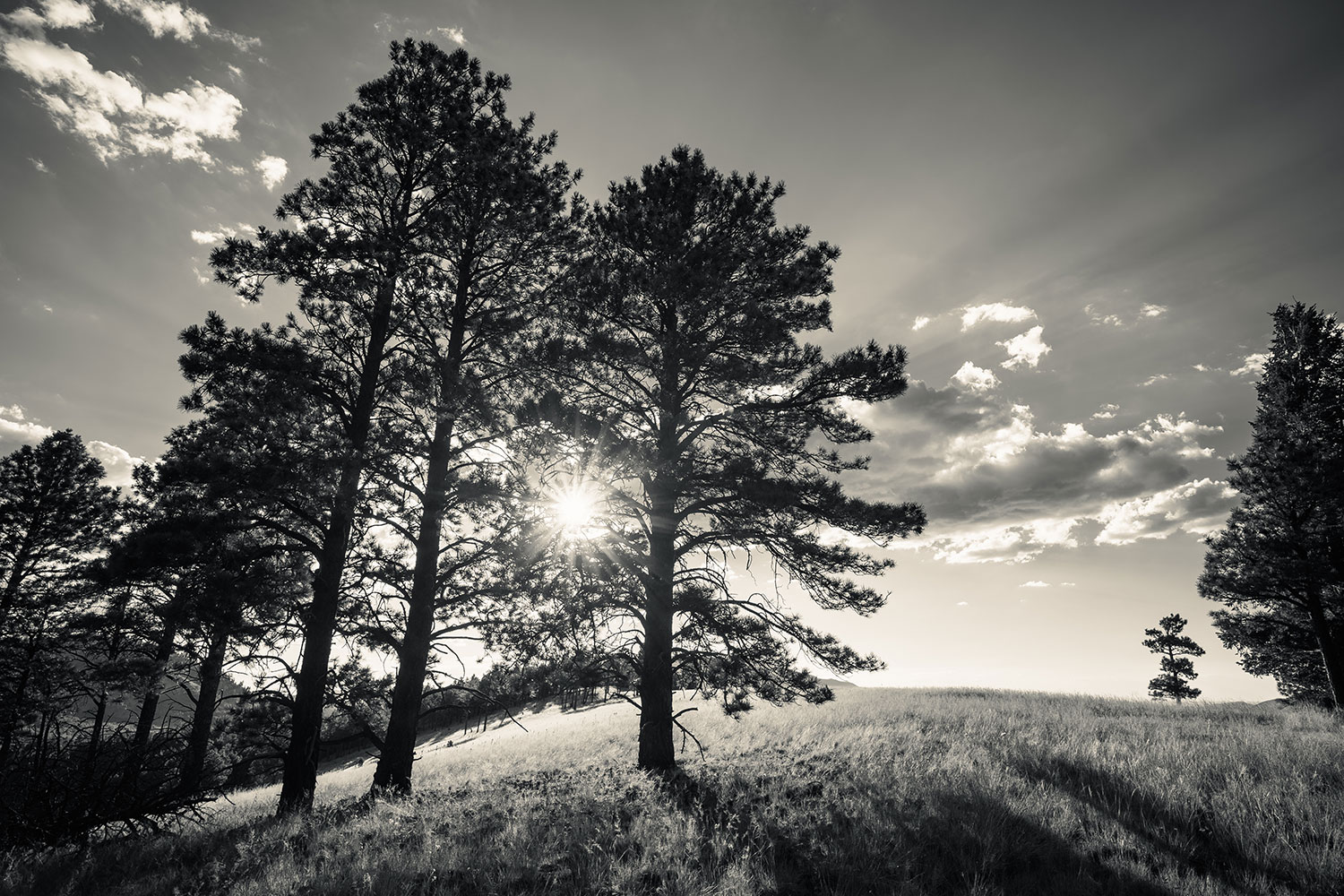 Sepia Saturday: The setting sun bursts through pines on a cinder cone in the Coconino National Forest. By Eric Mischke