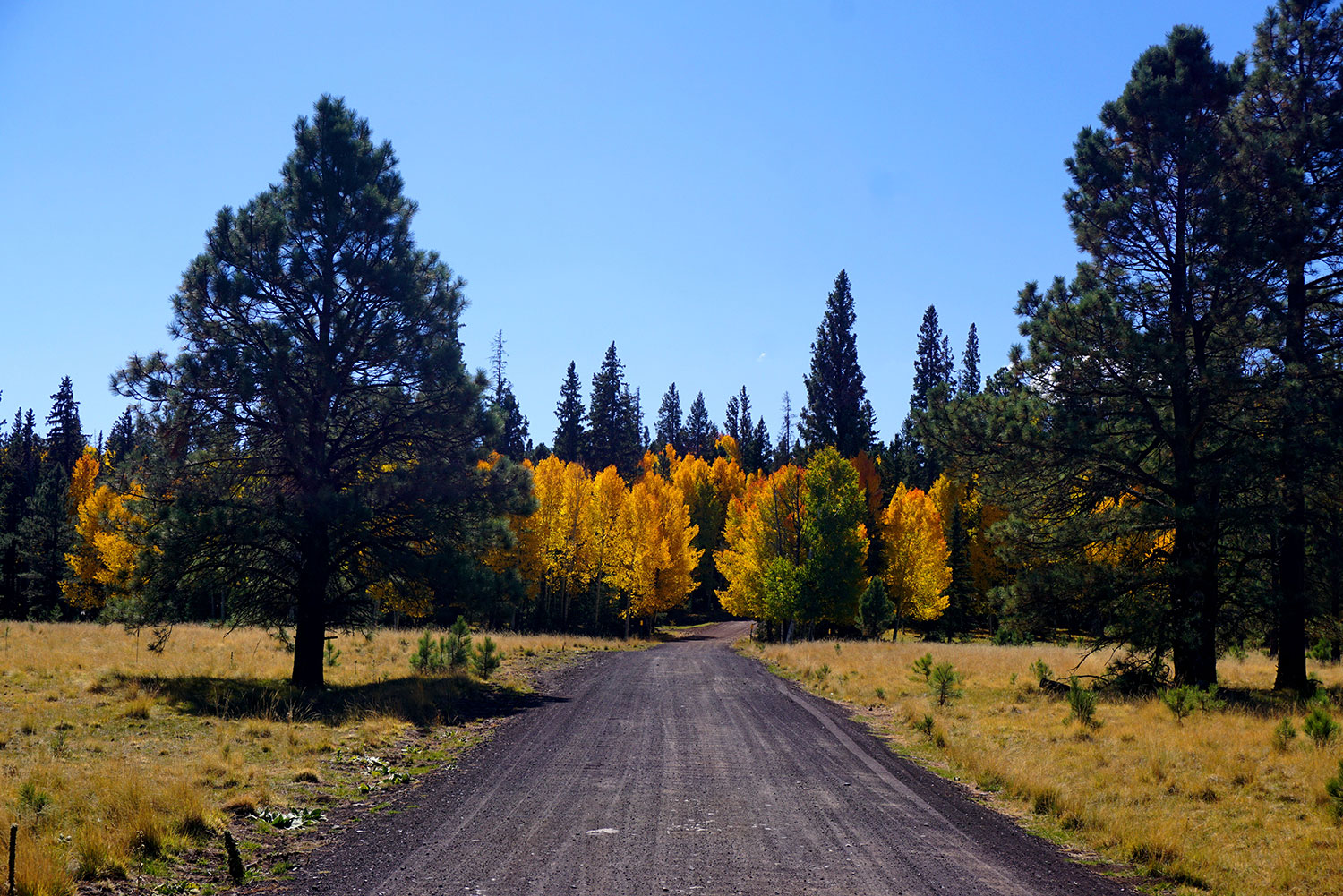 Autumn leaves beckon motorists down a dirt road near Greens Peak in the White Mountains. By Robert Morehead