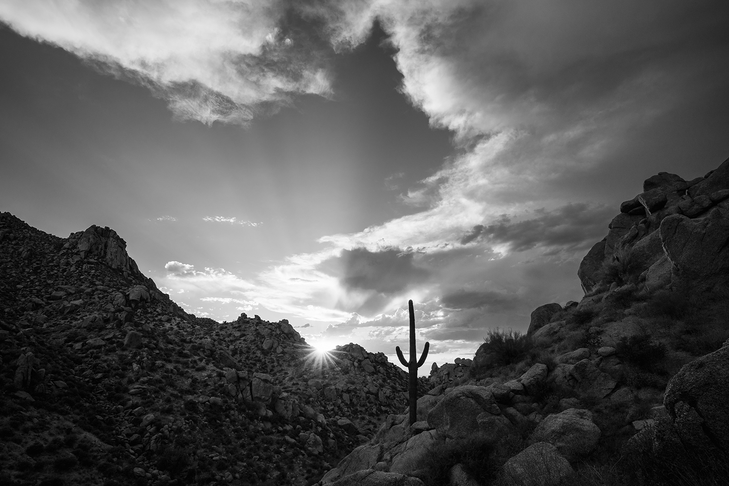 Black and White Wednesday: A lone saguaro bids farewell to the setting sun in the McDowell Mountains. By Eric Mischke