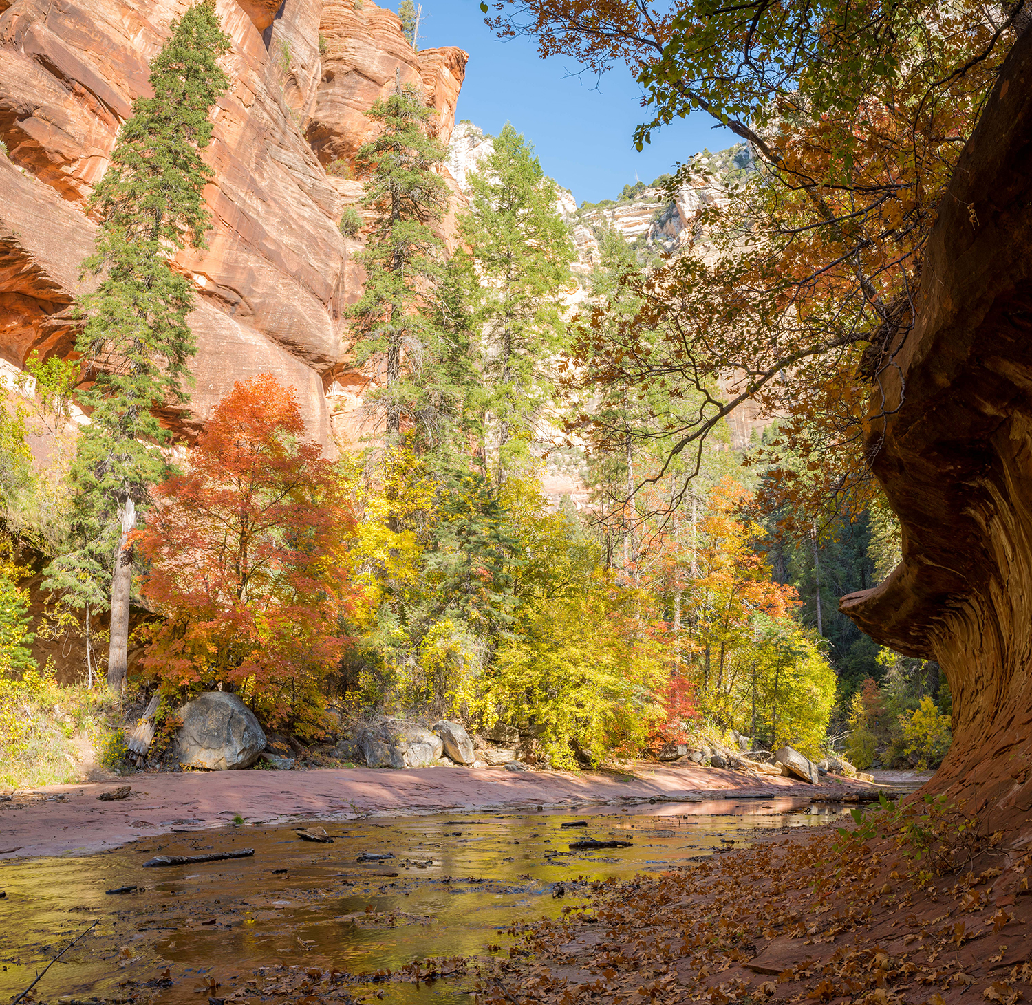 The steep walls of Oak Creek Canyon loom over the creek’s West Fork in autumn. By John Fink