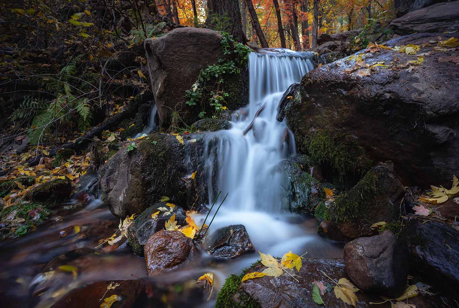 See Spring cascades through fall foliage in its namesake canyon below the Mogollon Rim. By Eric Mischke