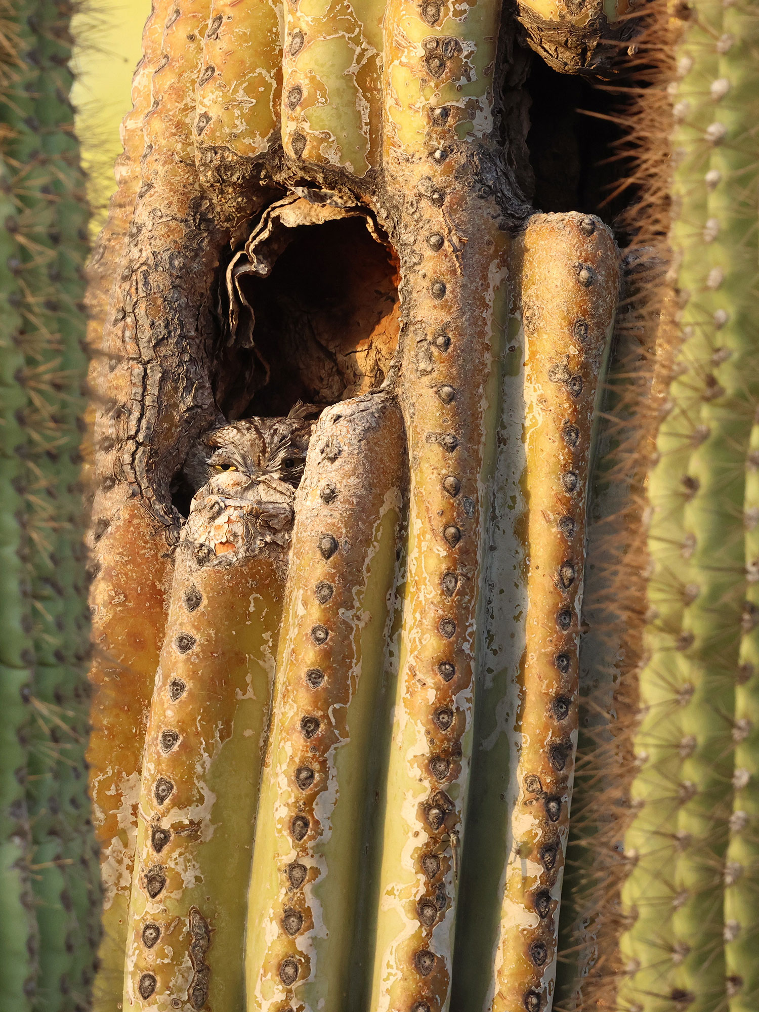 A Western screech-owl peers from its roost in a saguaro at Phoenix’s Desert Botanical Garden. By Matthew Williamson