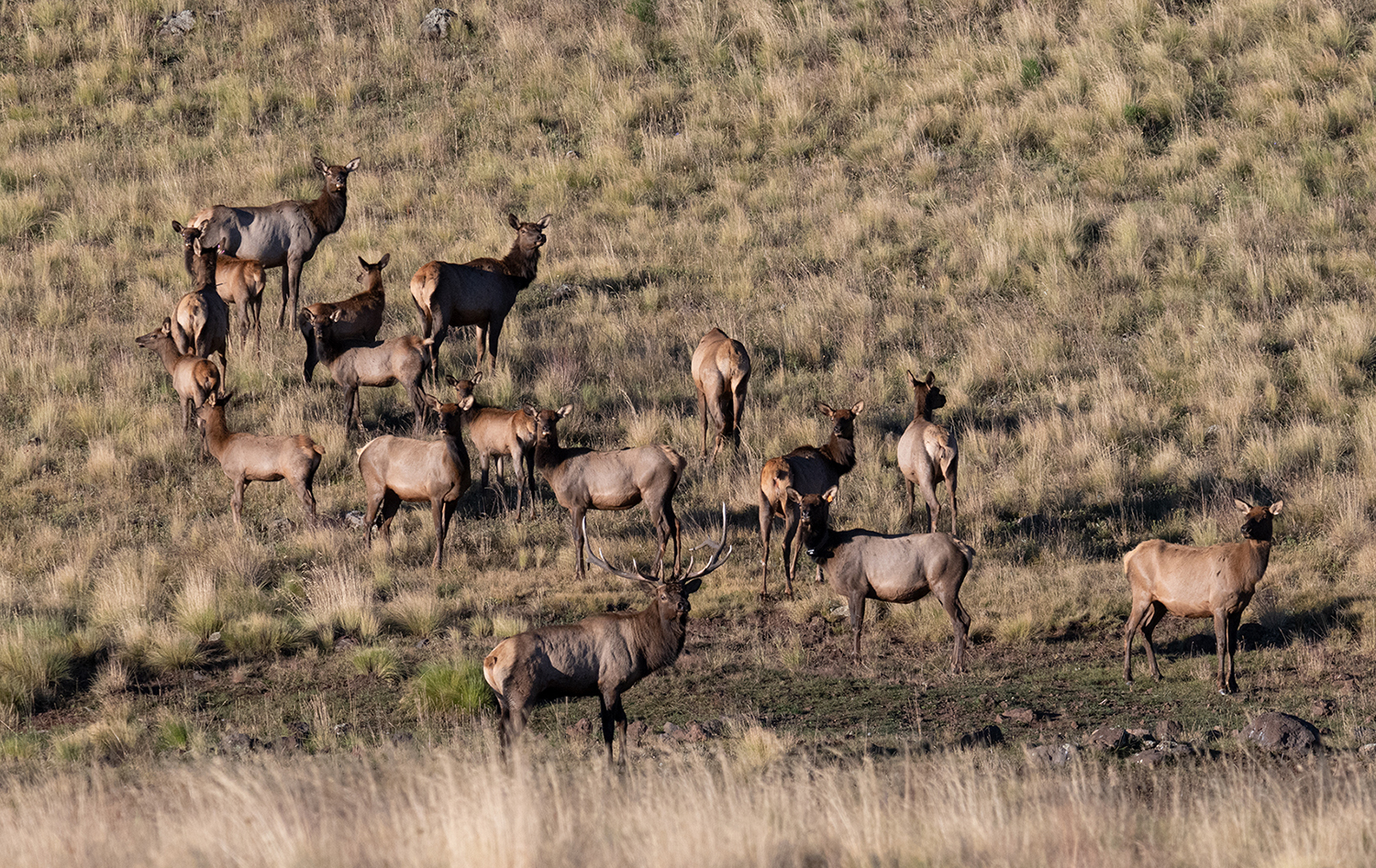 A bull elk guards its herd at dusk near Greer, a small town in Eastern Arizona. By Shirley Ramaley