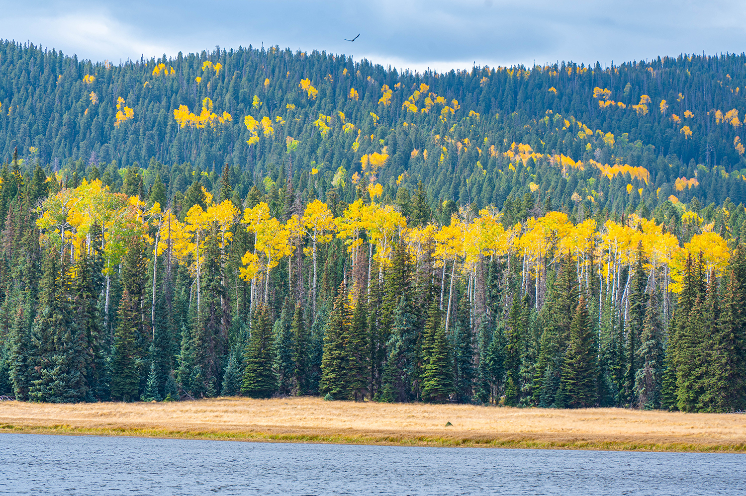 The fall aspen leaves seem to glow at Lee Valley Lake as a raven flies just above the horizon. By Dave Getz