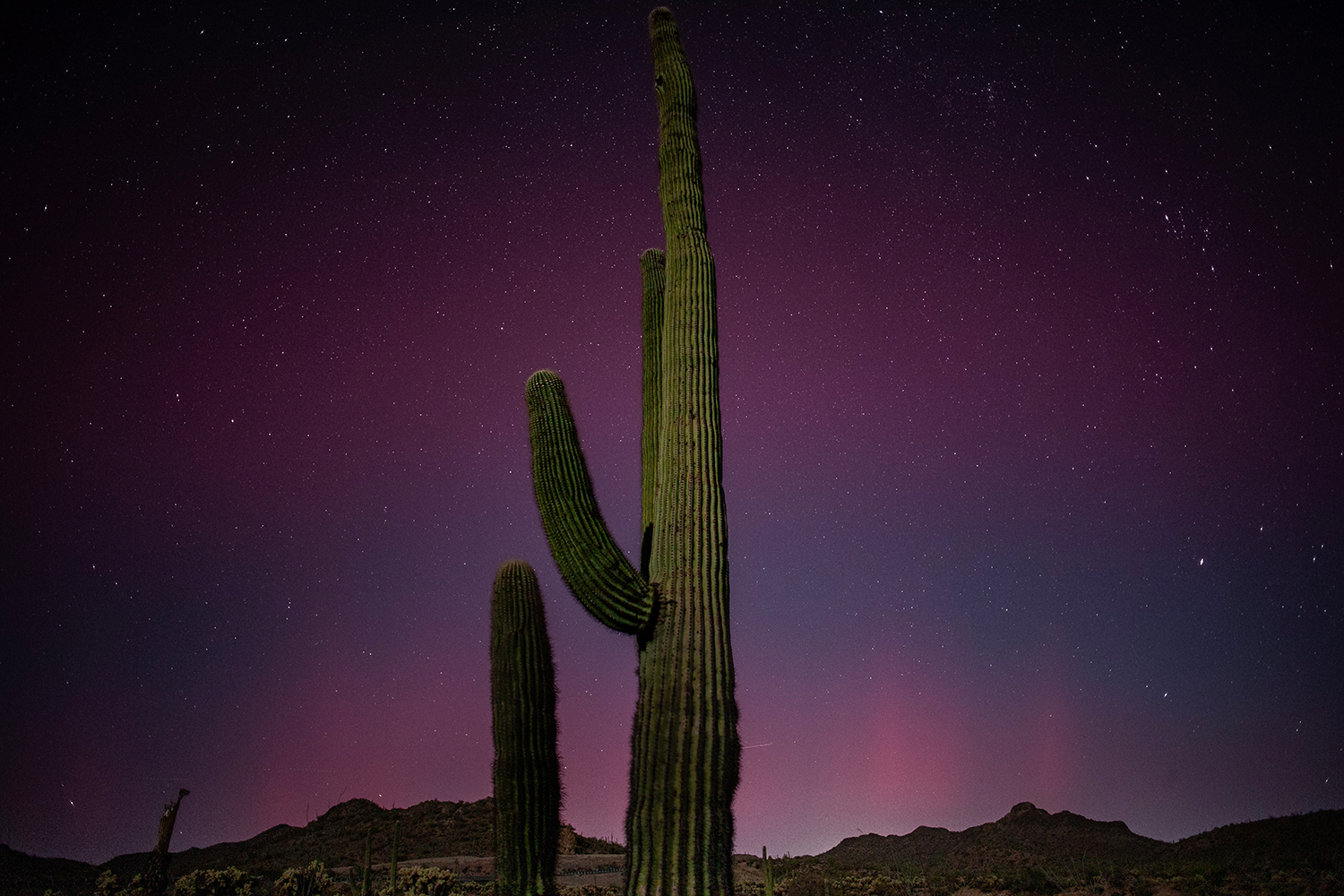 A saguaro at Vulture Peak, near Wickenburg, splits a nighttime view of the northern lights. By Jim Helms