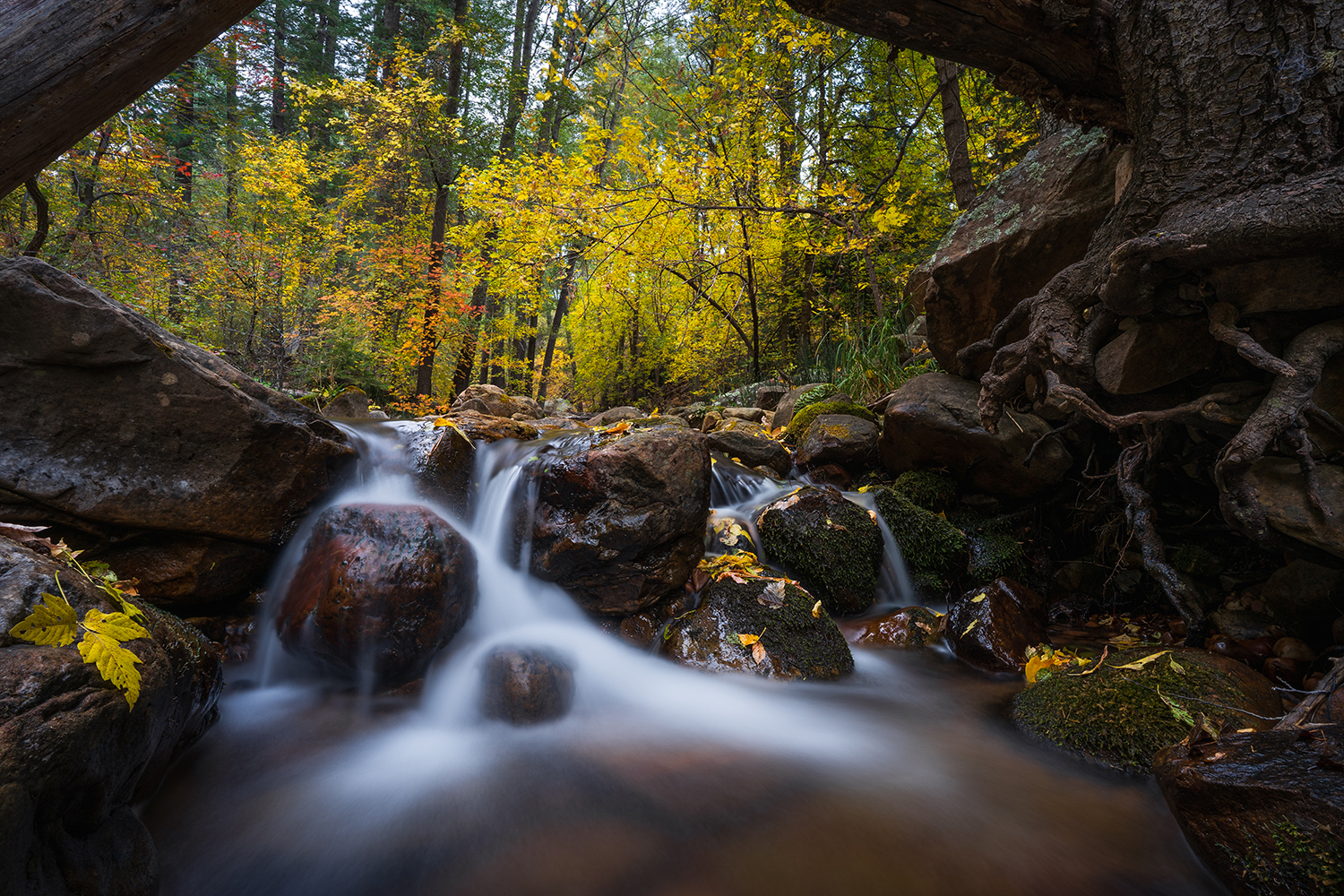 Christopher Creek cascades through a fall wonderland in See Canyon, below the Mogollon Rim. By Eric Mischke