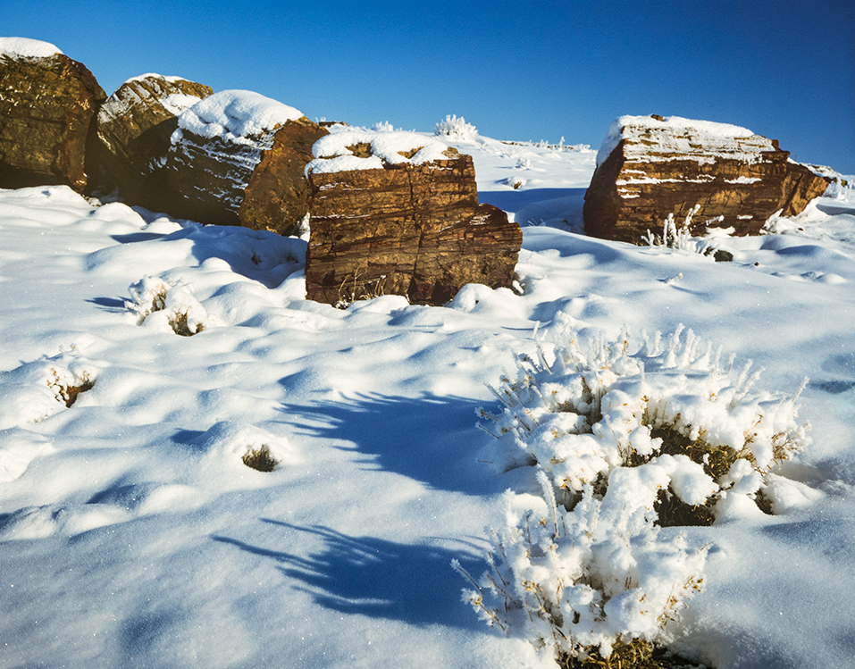 Heavy snow surrounds ancient petrified logs in the Rainbow Forest at Petrified Forest National Park, near Holbrook. By Wayne Davis