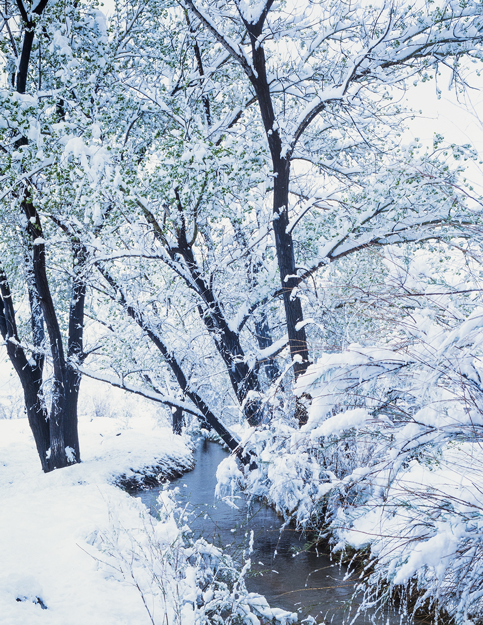 A heavy snowfall blankets a riparian area along an unidentified creek near St. Johns in Northeastern Arizona. By Wayne Davis