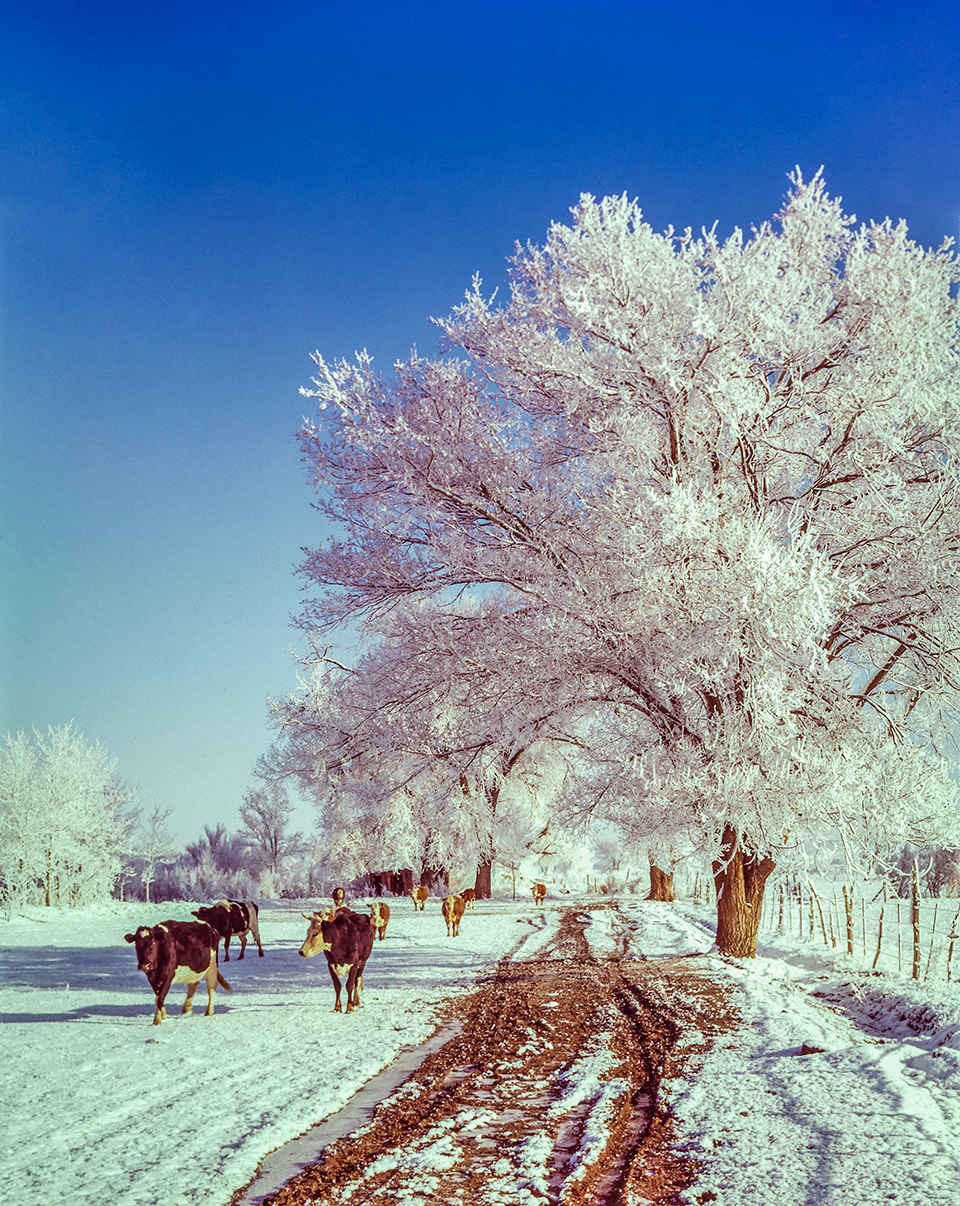 Cattle meander through snow on a farm near St. Johns. By Wayne Davis
