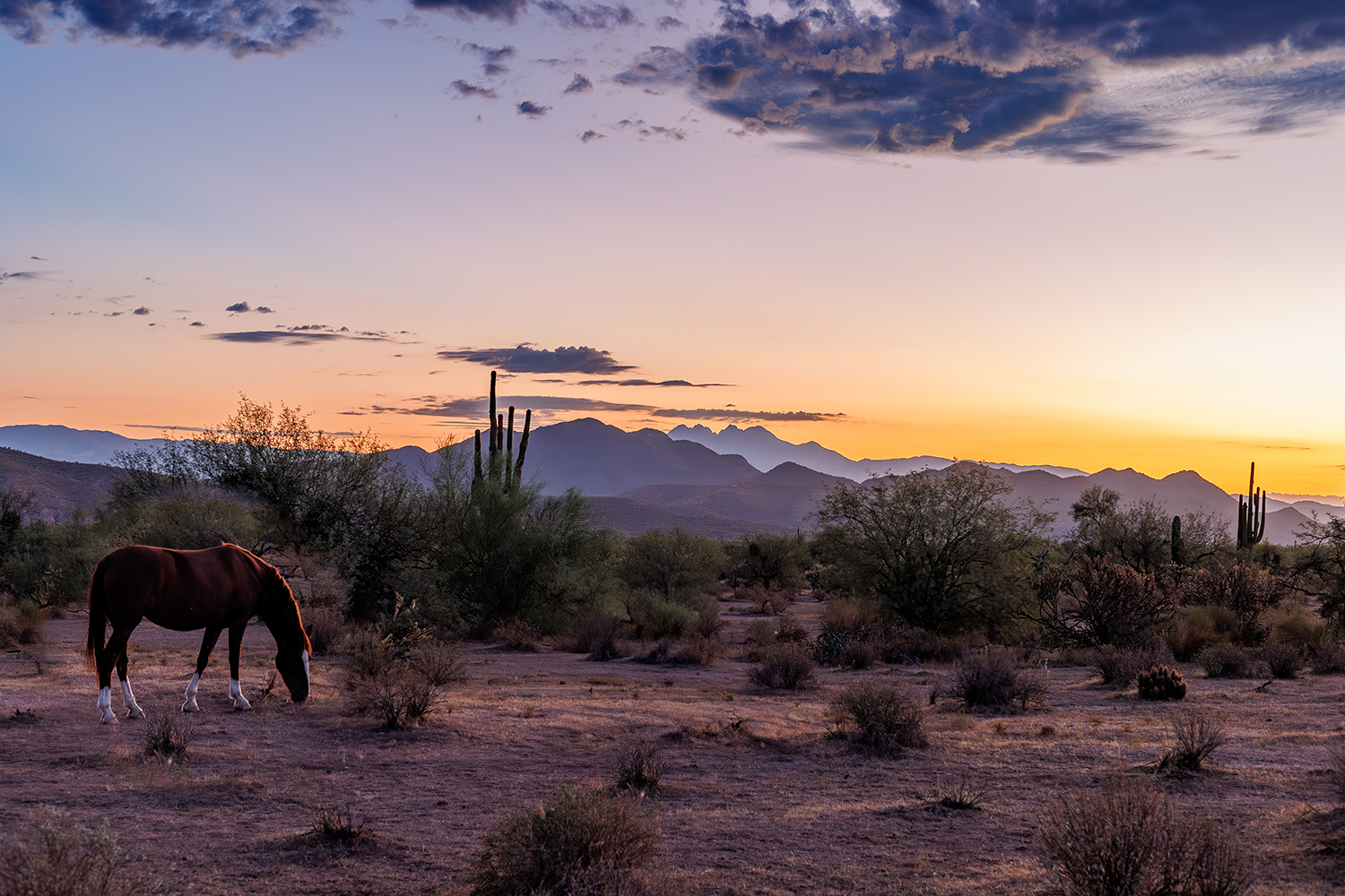 A horse grazes at twilight in the Sonoran Desert, as seen near Coon Bluff Road. By Mark Harriman