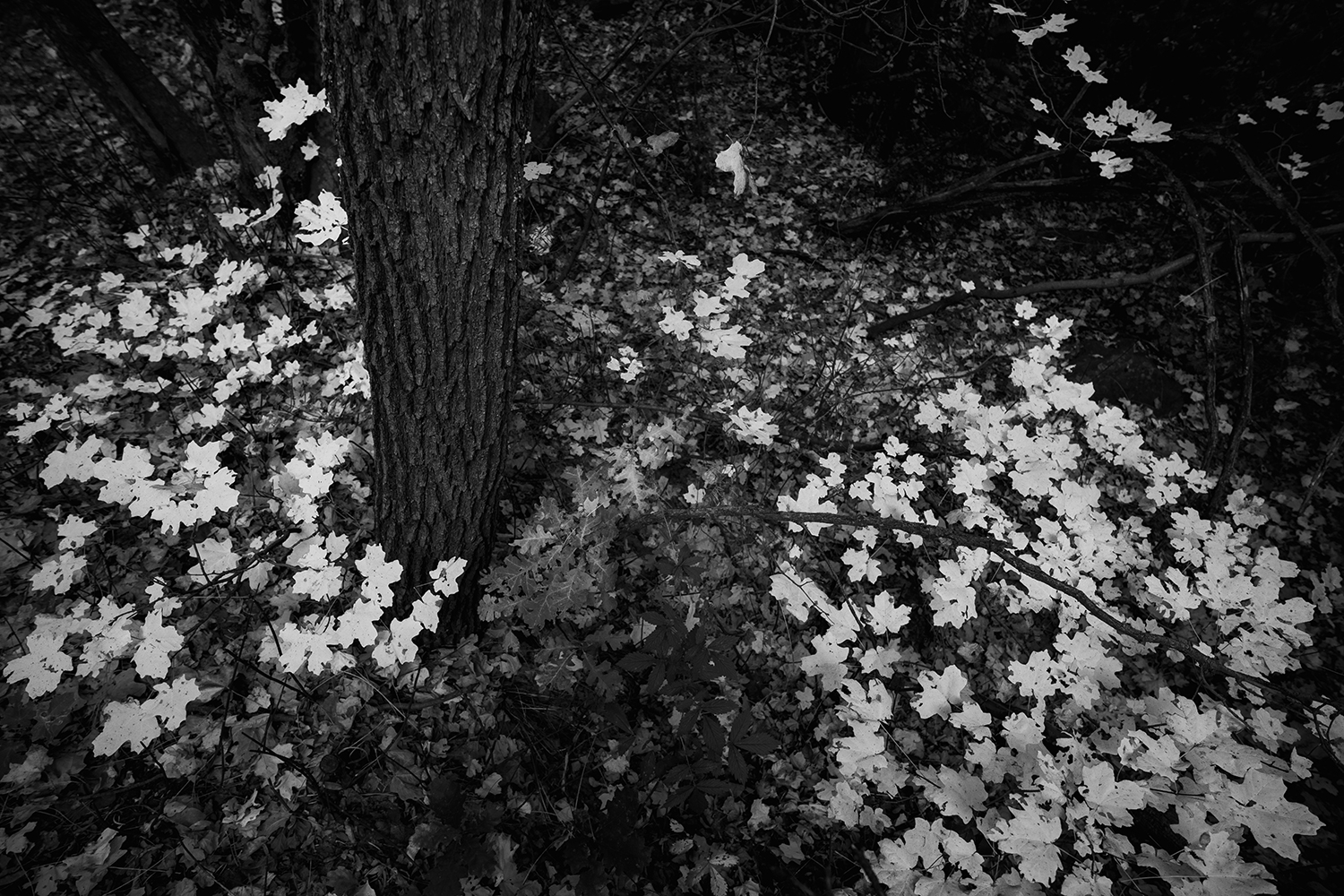 Black and White Wednesday: Young maple trees grow on the forest floor of See Canyon, near Payson. By Eric Mischke