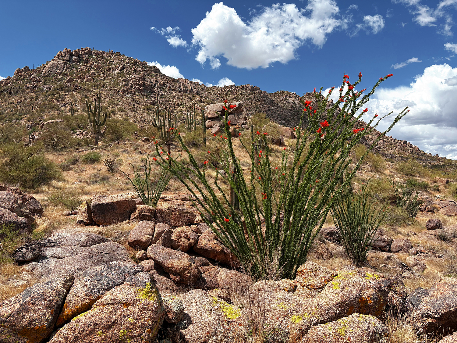 Ocotillos display their vibrant blooms on a rocky Sonoran Desert hillside. By Dennis Tromburg