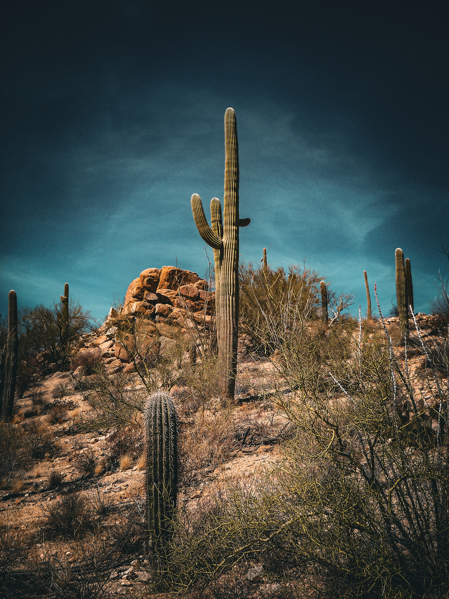 Saguaros stand tall amid the desert landscape of Saguaro National Park, near Tucson. By Cameron Mace
