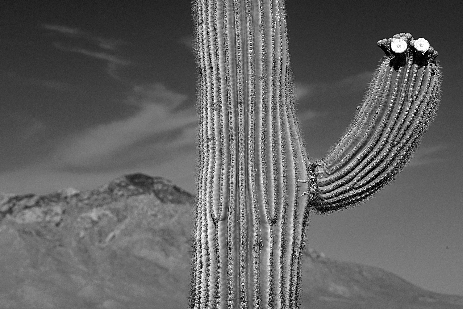 Black and White Wednesday: A saguaro displays its blooms in Southwestern Arizona’s Altar Valley. By Catherine Sienko