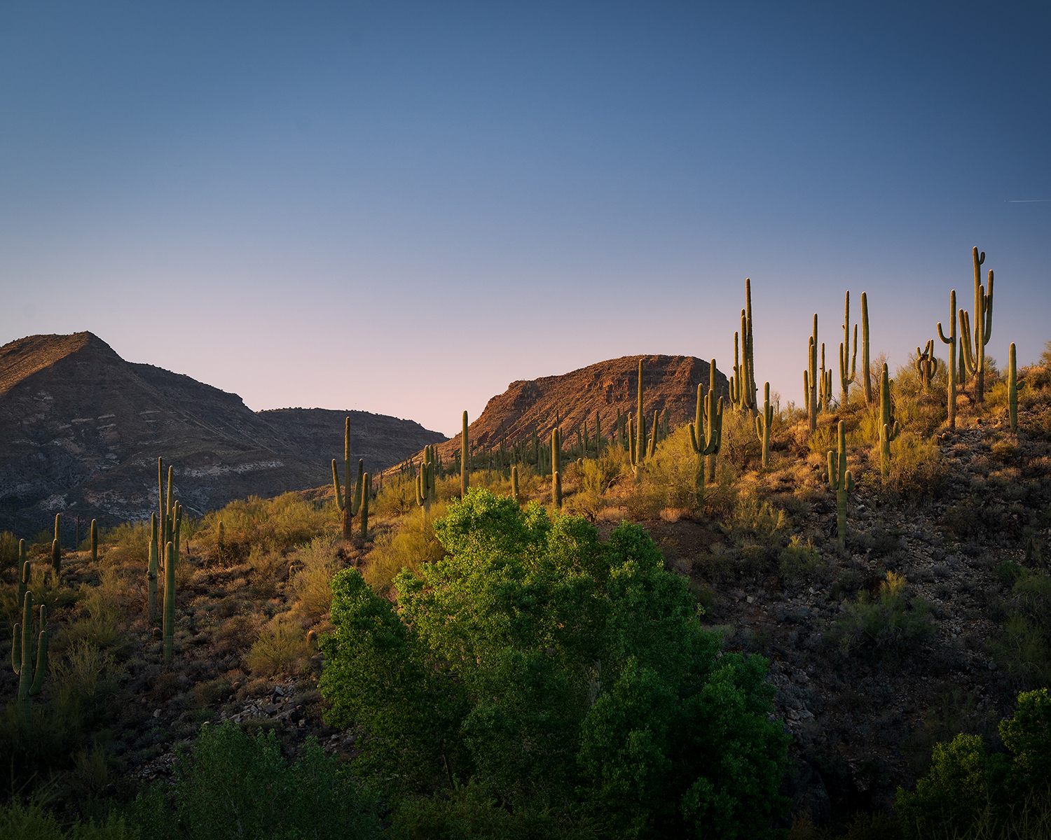 Saguaros guard a hillside at sunset at Jewel of the Creek Preserve, north of the Phoenix area. By Valerie Neumann