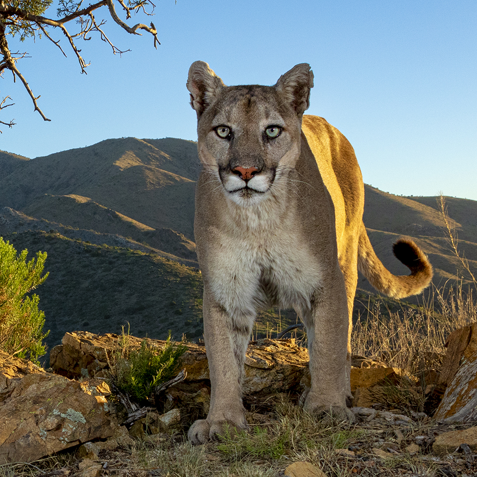 A mountain lion looks at the camera from several feet away in a desert scrub environment under a mesquite tree with mountains in the background. By Bruce D. Taubert