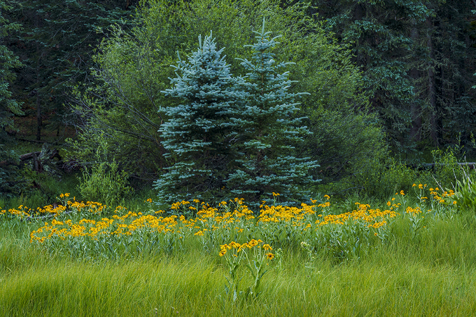 Sneezeweeds surround a pair of blue spruce trees along the West Fork of the Little Colorado River, a White Mountains waterway. This area is one of the few parts of Arizona where blue spruce can be found. | Laurence Parent