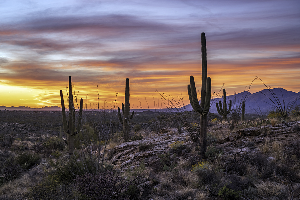 Saguaros and ocotillos reach skyward along Cactus Forest Drive, in the east unit of Saguaro National Park, at sunset. This paved, 8-mile loop drive, which features several overlooks and trailheads, is open from 5 a.m. to 8:30 p.m. daily. | Greg McCown