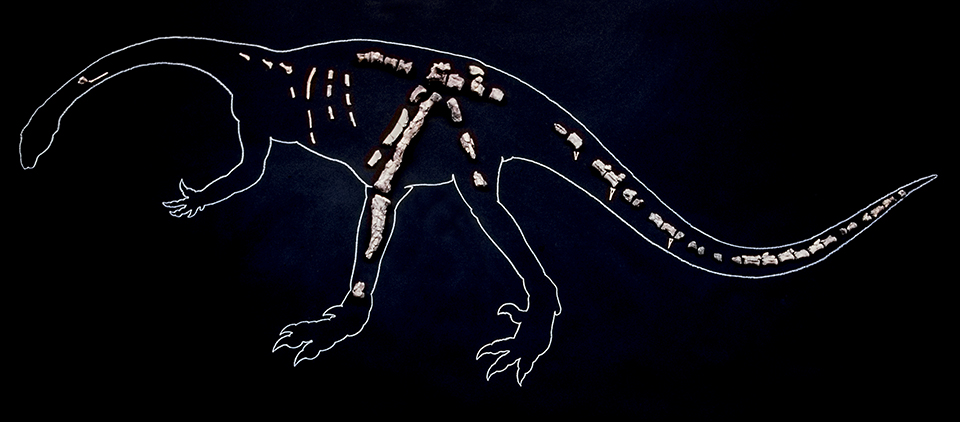 The partly reconstructed skeleton of Gertie is shown in a diagram at the University of California, Berkeley. Pieces of the dinosaur still surface occasionally as a result of rapid erosion in Petrified Forest’s badlands.